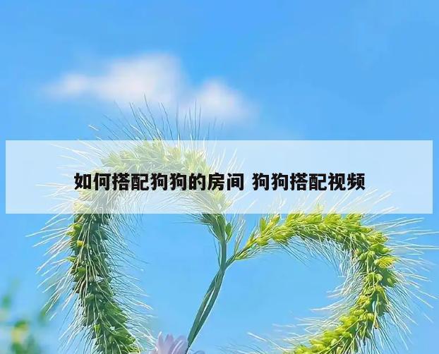 如何搭配狗狗的房间 狗狗搭配视频