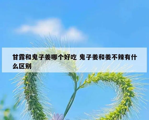 甘露和鬼子姜哪个好吃 鬼子姜和姜不辣有什么区别