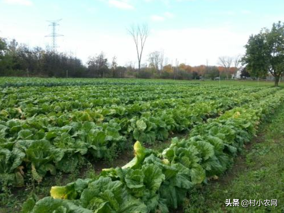 农村种植什么不愁销路利润高「最新这6种产量高效益好」