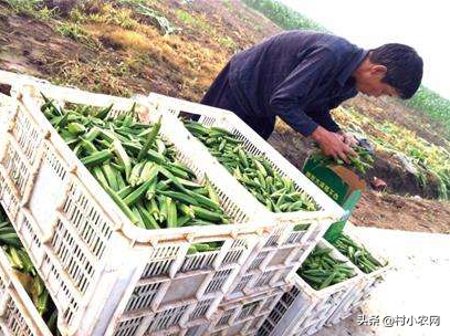 农村种植什么不愁销路利润高「最新这6种产量高效益好」