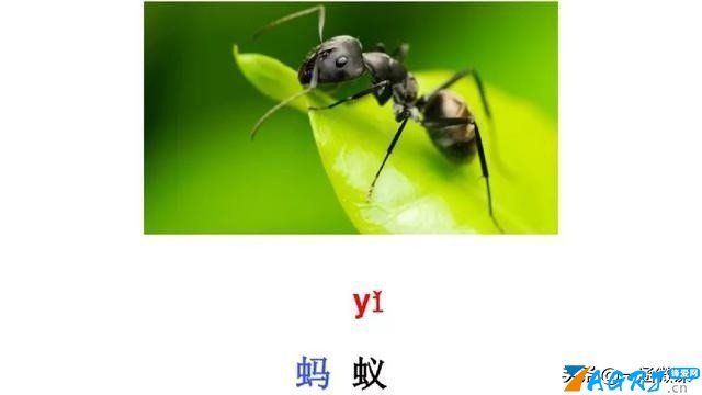 什么是整体认读音节（整体认读音节图文解析）-第51张图片