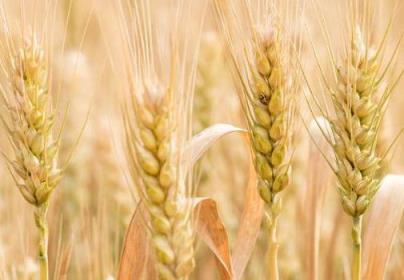 2023年小麦价格多少钱一斤,2023年小麦价格走势