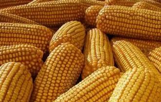 2023年玉米价格有变动吗,2023今年玉米行情分析