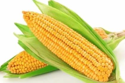 2023年玉米价格有变动吗,2023今年玉米行情分析