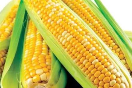 2023年玉米补贴多少钱一亩,2023年玉米补贴出台政策了吗