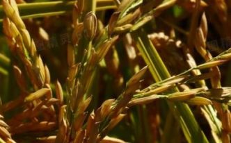 2023年水稻最低保护价多少钱 重要：2023年水稻最低保护价会涨吗