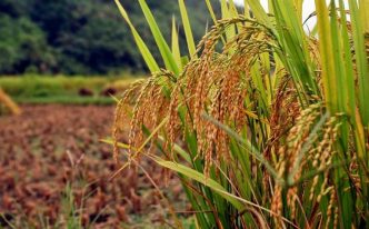 2023年稻谷多少钱一斤：2023年稻谷价格
