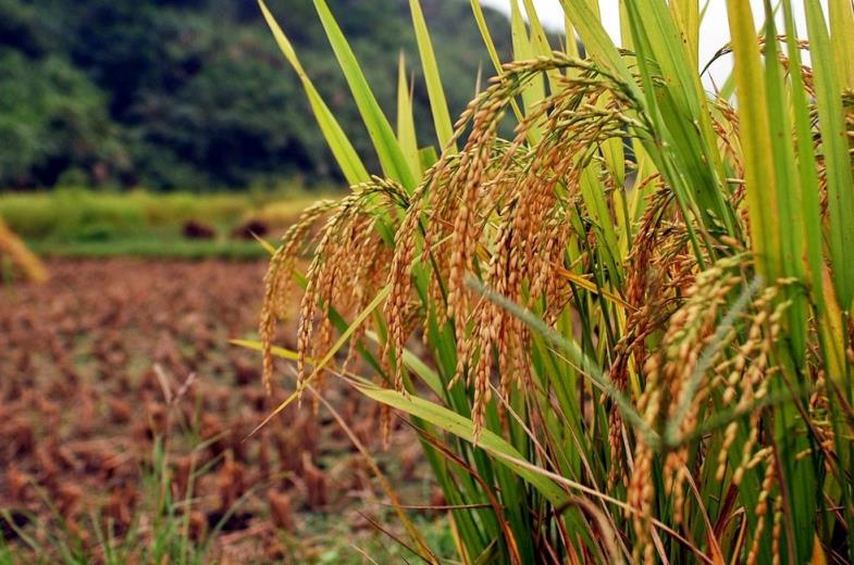 2023年稻谷多少钱一斤,2023年稻谷价格