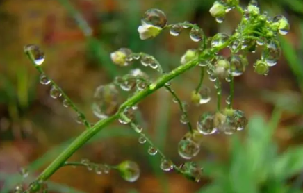 2023苏州梅雨季节是哪几个月,苏州梅雨季节哪些是要注意的