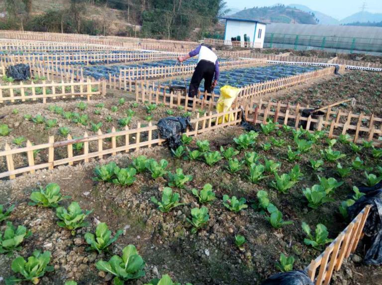 上海掀起租地种菜热:1500元一年,租地种菜前景怎么样