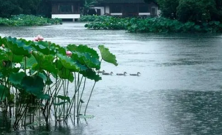 2023年梅雨季节是夏季吗,梅雨时节是哪个季节