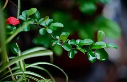 2023年梅雨季节是夏季吗,梅雨时节是哪个季节