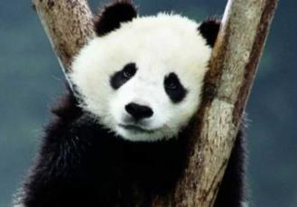 芬兰动物园因缺钱拟送大熊猫回中国,芬兰大熊猫馆最新情况