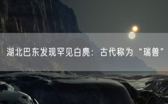 湖北巴东发现罕见白麂：古代称为“瑞兽”