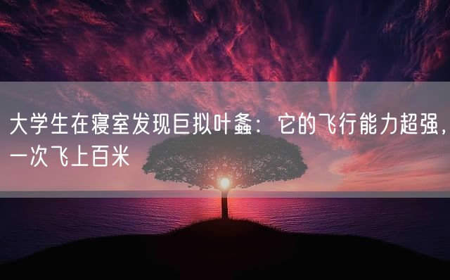 大学生在寝室发现巨拟叶螽：它的飞行能力超强，一次飞上百米