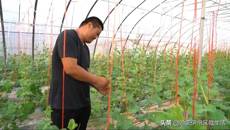 大棚哈密瓜,这样种哈密瓜，一亩地多赚十倍,哈密瓜,大棚,合作社