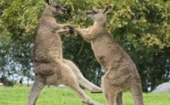 澳大利亚发生袋鼠杀人事件「附：澳大利亚袋鼠数量」