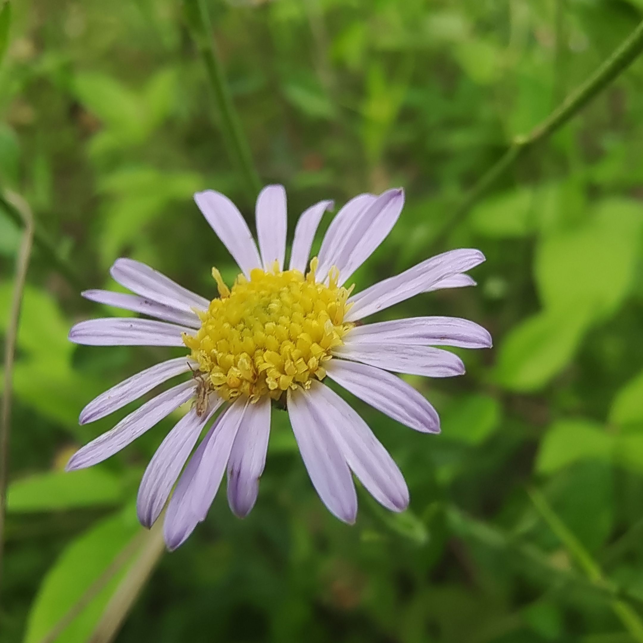 路边长得像小雏菊的花叫什么,常见小雏菊人称“狗娃花”