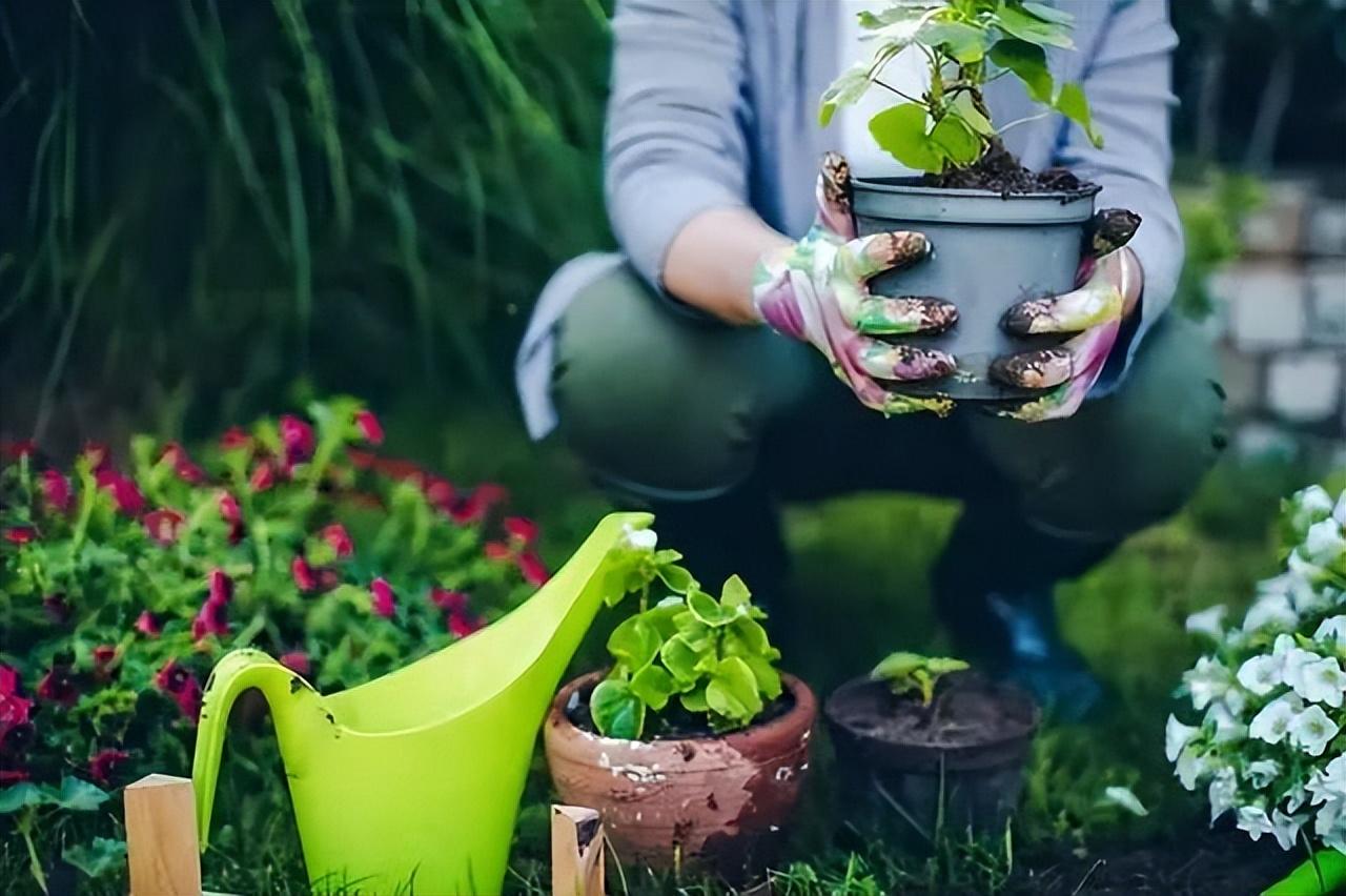 大蒜水能浇花除虫吗,用蒜水浇花有杀死虫子的效果吗