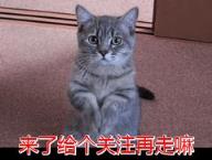 公猫还是母猫好养,公猫和母猫哪个更粘人